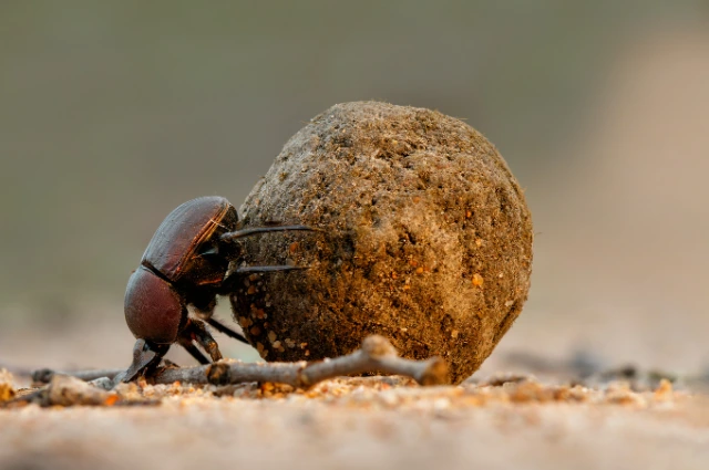 Beige and Brown Minimalist Simple Working From Home Blog Banner 3 - BuzzEnviro.com What Do Beetles Eat?