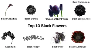 Top 10 Black Flowers