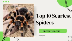 Top 10 scariest spiders