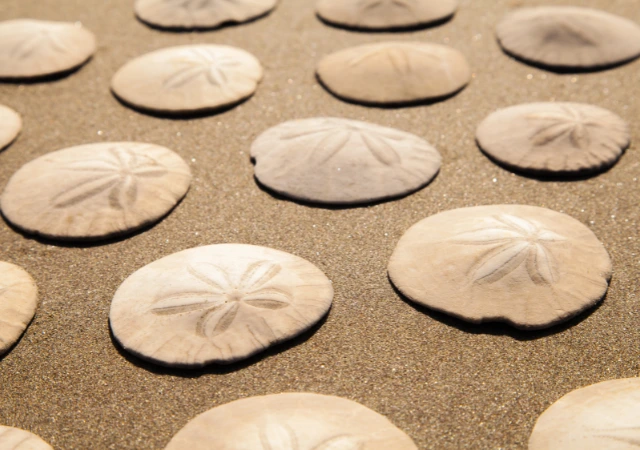 Blue Bold Travel Himalayas YouTube Thumbnail 640 x 450 px - BuzzEnviro.com What Are Sand Dollars?