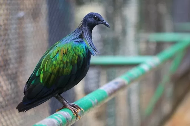 Blue and White Modern Travel to Thailand Instagram Post 7 - BuzzEnviro.com Nicobar pigeon
