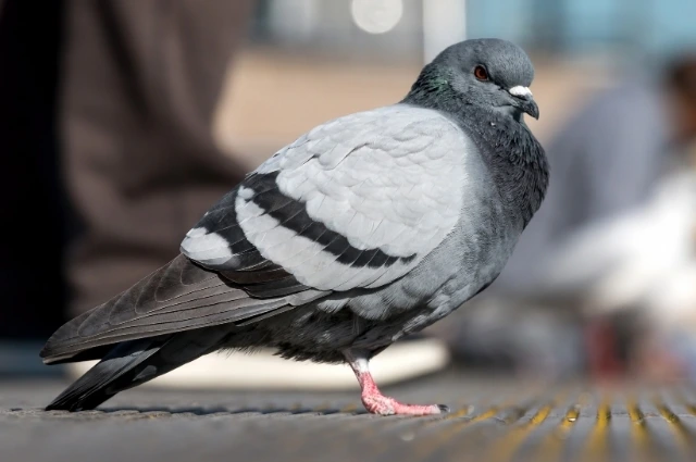 Blue and White Modern Travel to Thailand Instagram Post 9 - BuzzEnviro.com Feral pigeon