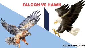 Falcon vs Hawk