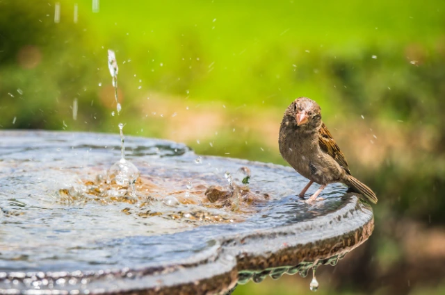 Grey Best Sofa Recomendation Product Display Instagram Post 640 x 425 px - BuzzEnviro.com Solar Bird Bath Fountain