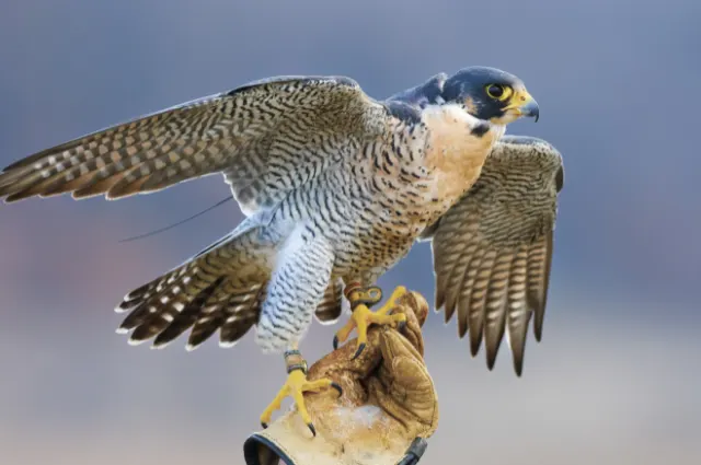 Grey and Yellow Minimal Rabindranath Tagore Jayanti Greeting Instagram Post 640 x 425 px - BuzzEnviro.com Falcon vs Hawk