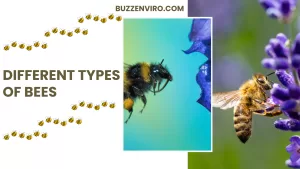 Understand bee types and their importance