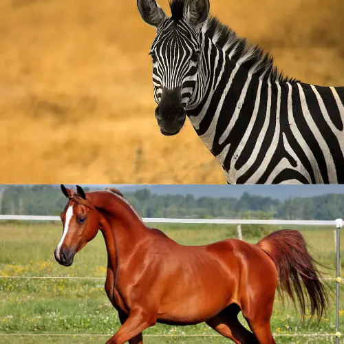 Untitled 500 x 500 px - BuzzEnviro.com Is a Zebra a Horse?