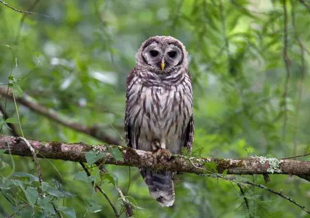 Barred Owl is a Lesser-Known Swamp Animals