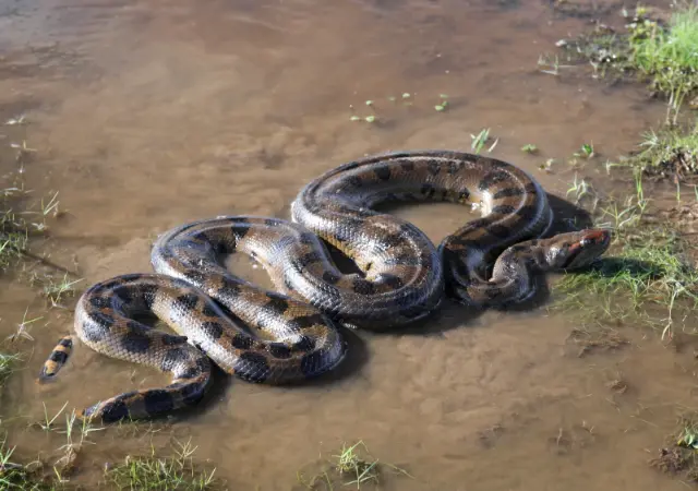 Mud Snake is a Lesser-Known Swamp Animals
