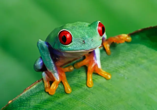 Tree Frogs Swamp's animals but Small but Mighty Residents