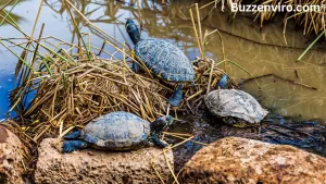 Swamp Animals: Exploring the Wild World of Wetland Wildlife