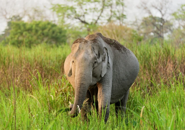 How Long Are Elephants Pregnant?