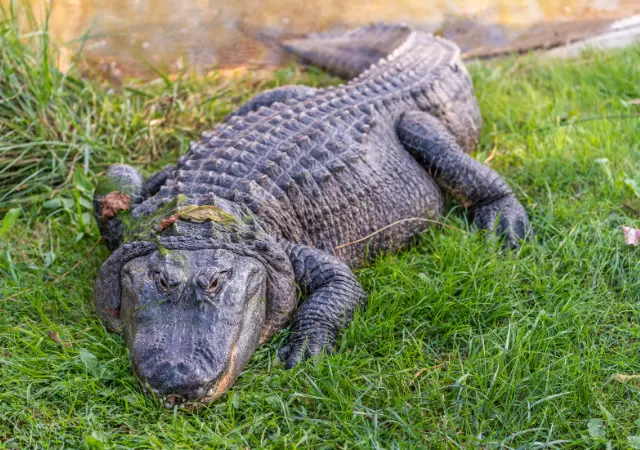 American Alligator is one of the Swamp Animals
