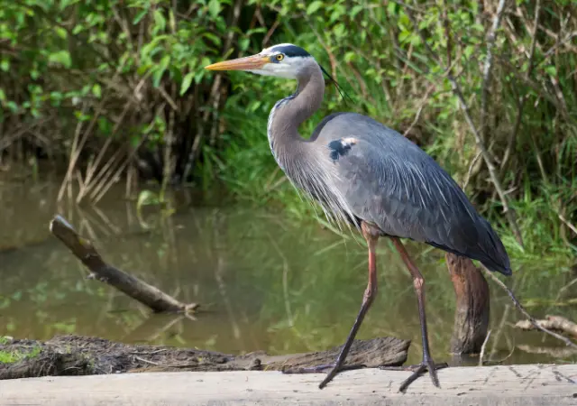 Great Blue Heron is a Common Swamp Animals