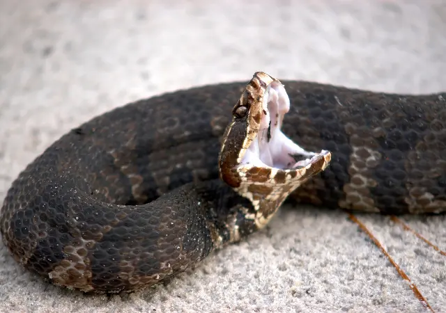 Cottonmouth  is a Common Swamp Animals