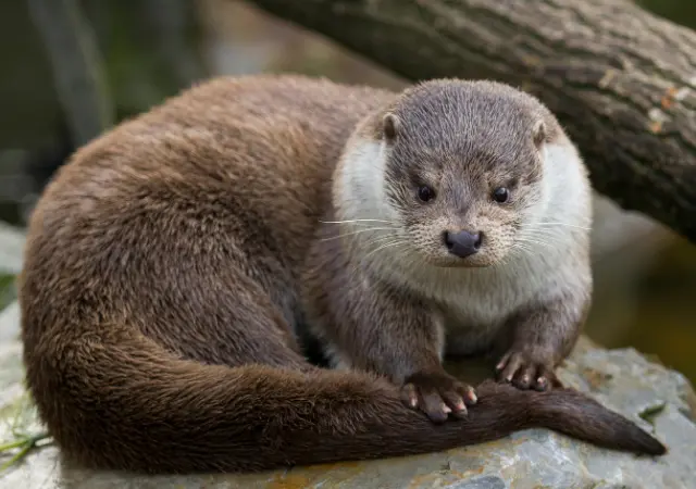 River Otter is a Common Swamp Animals