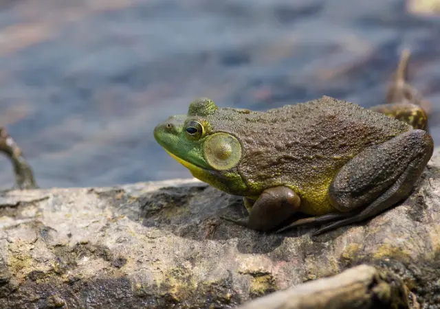 Bullfrog is a Common Swamp Animals