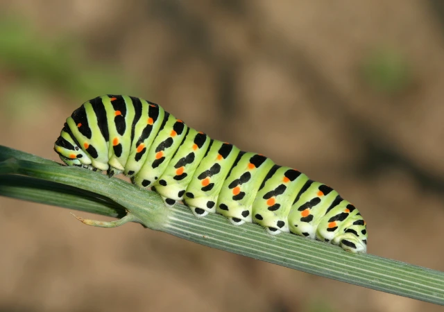 Caterpillar fun facts