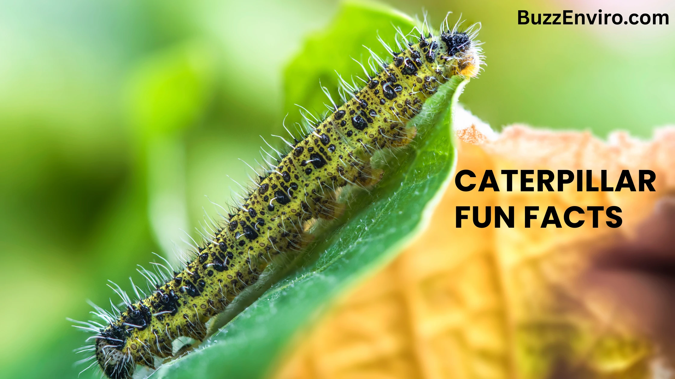 Caterpillar Fun: Discover the Incredible World of Caterpillars