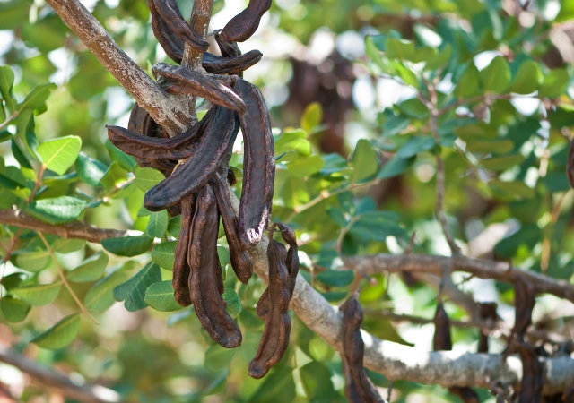 Carob powder is made from the carob tree