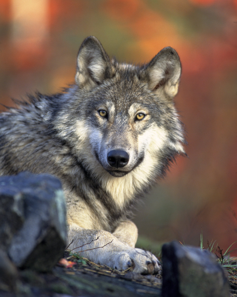 U.S. House vote to delisting gray wolves from the Endangered Species Act