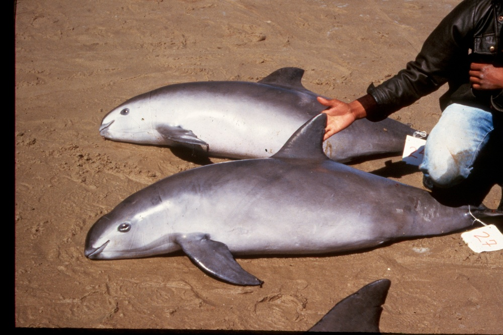 Two vaquitas in shallow waters, highlighting the critically endangered species.