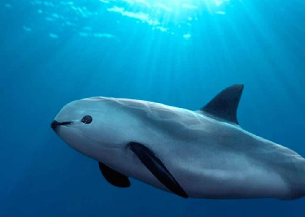 Close‑up of vaquita porpoise with dark facial markings in the Sea of Cortez.