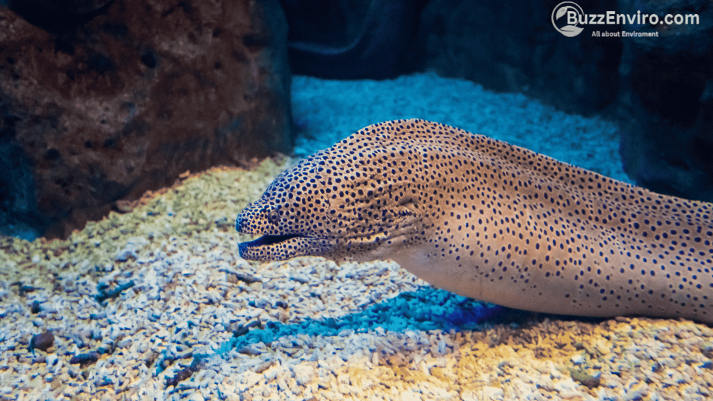 Why the European Eel is Declining?