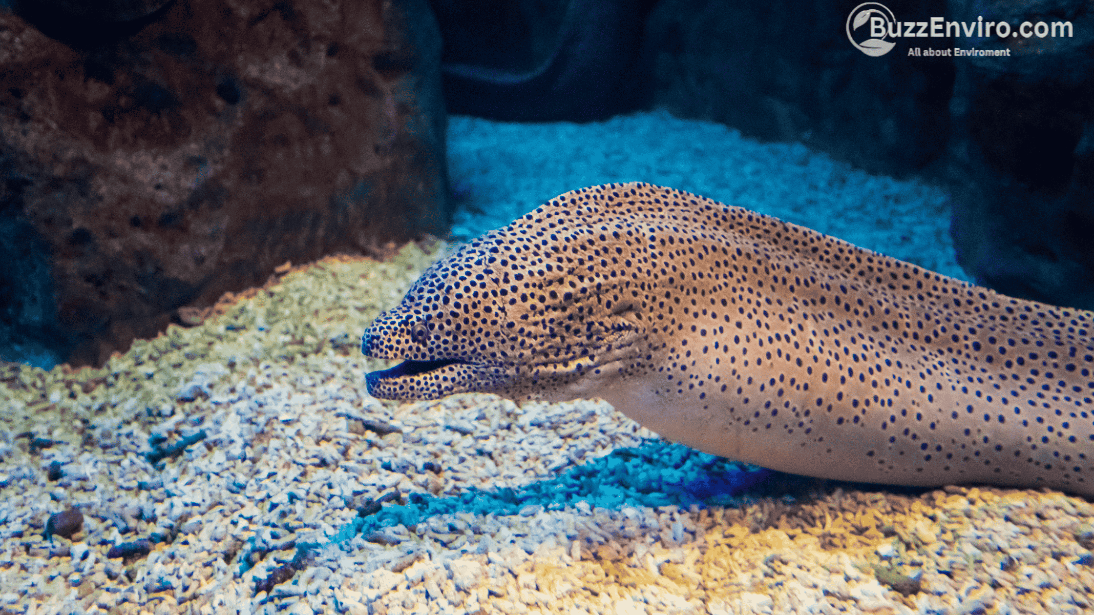 Why the European Eel is Declining?