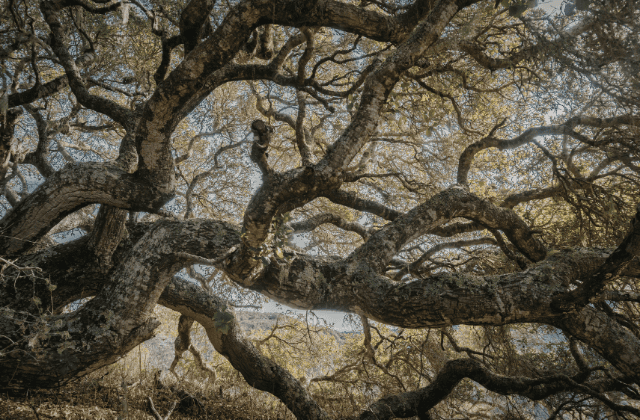 Oaks (Quercus) is one of keystone plants 