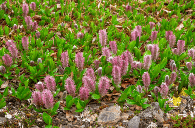 Willows (Salix is one the keystone plants 